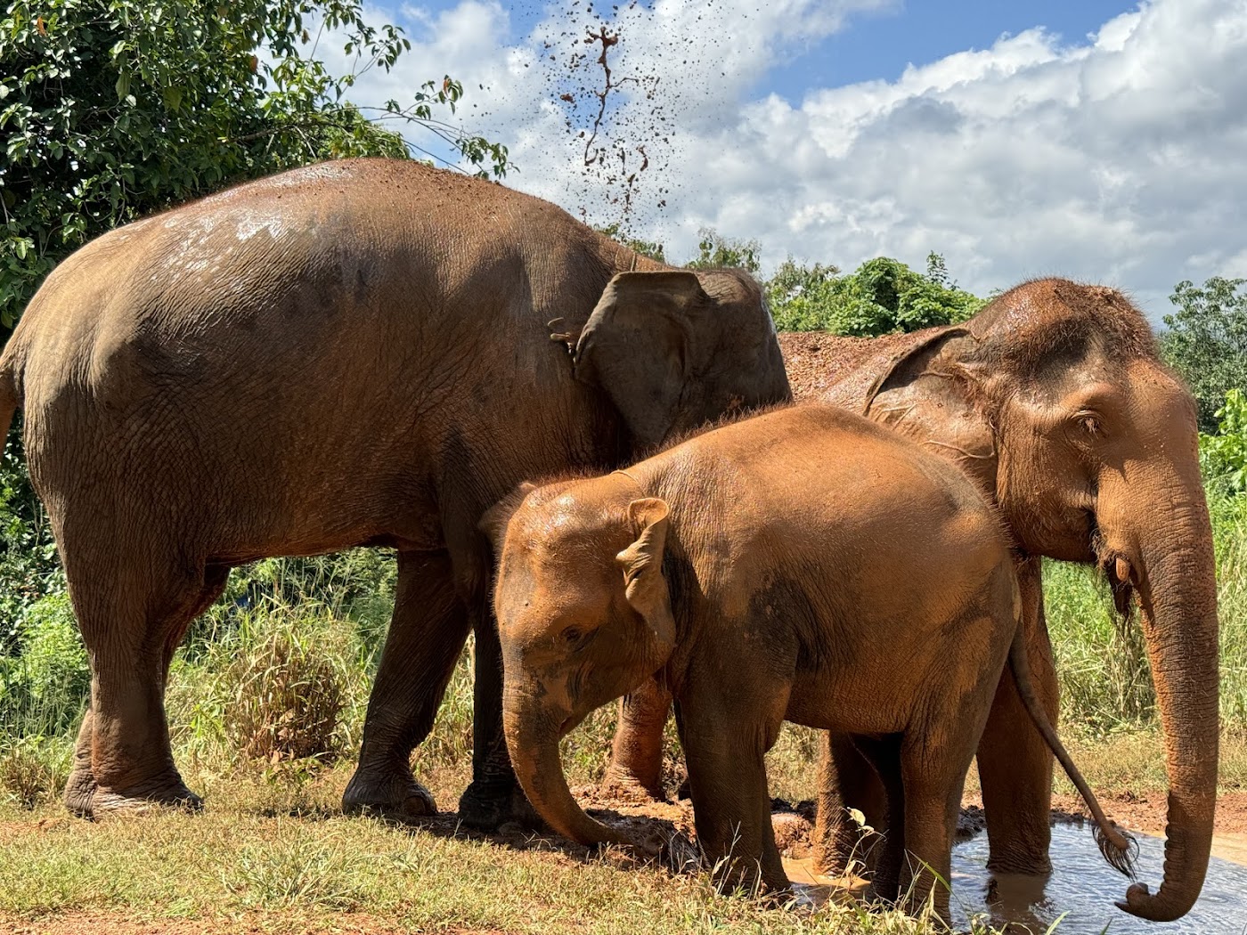 Elephant Freedom Elephant Sanctuary Chiang Mai