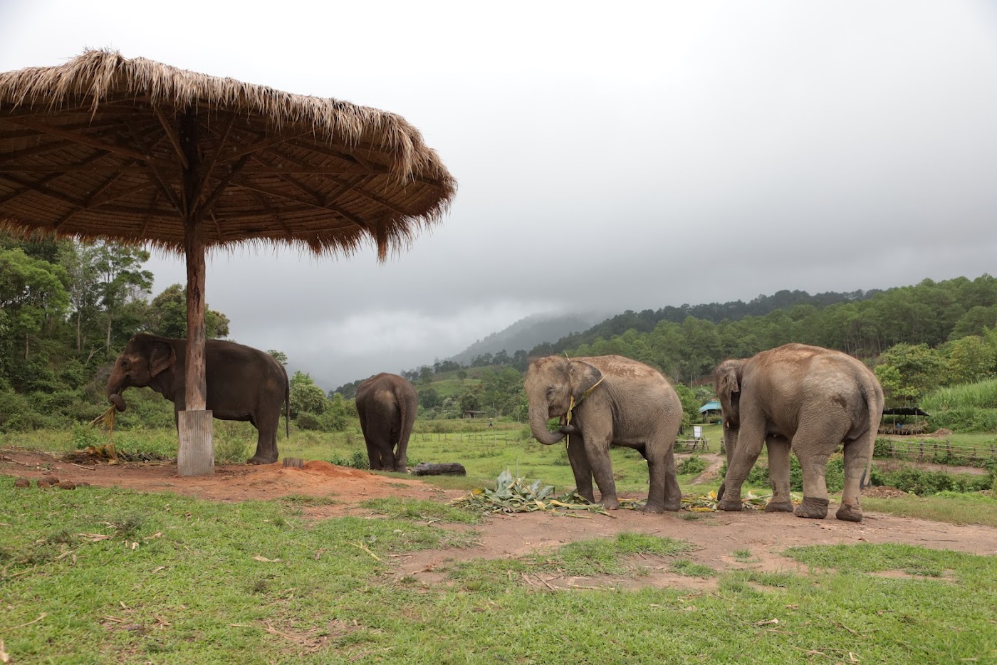 Ethical elephant sanctuary chiangmai by Big Boy