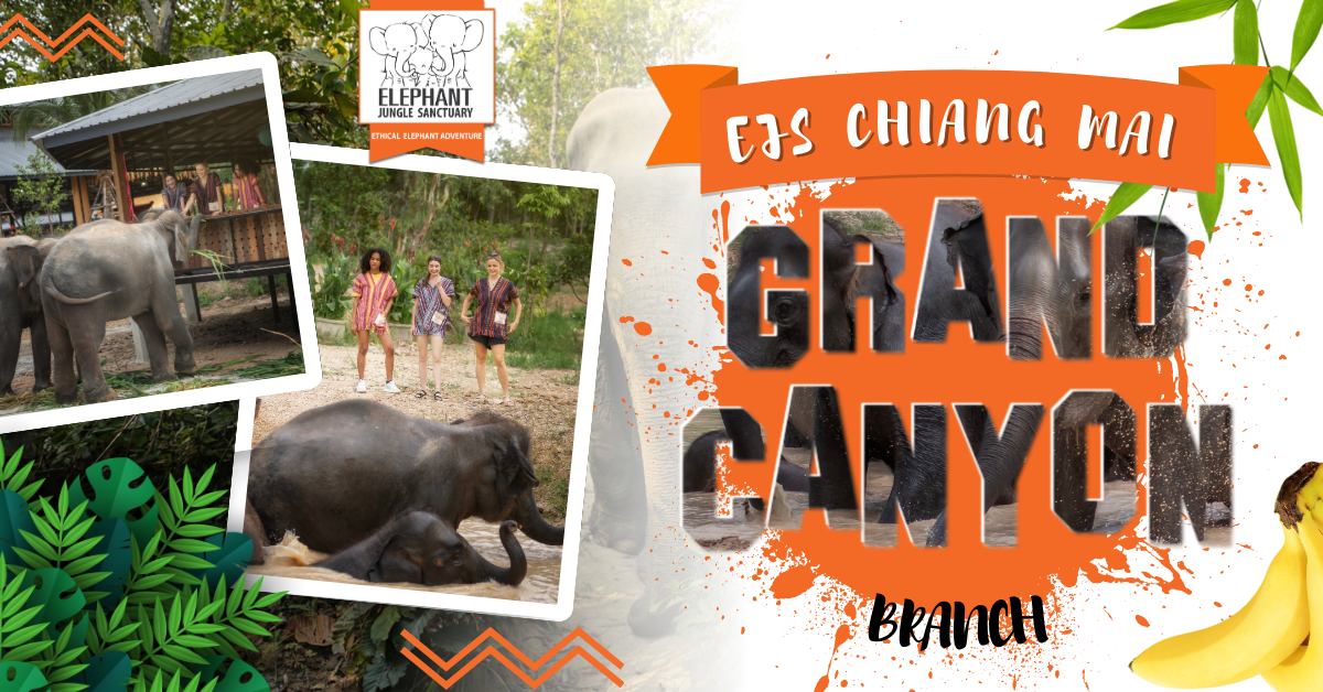 Elephant Jungle Sanctuary Chiang Mai (Grand Canyon Branch)