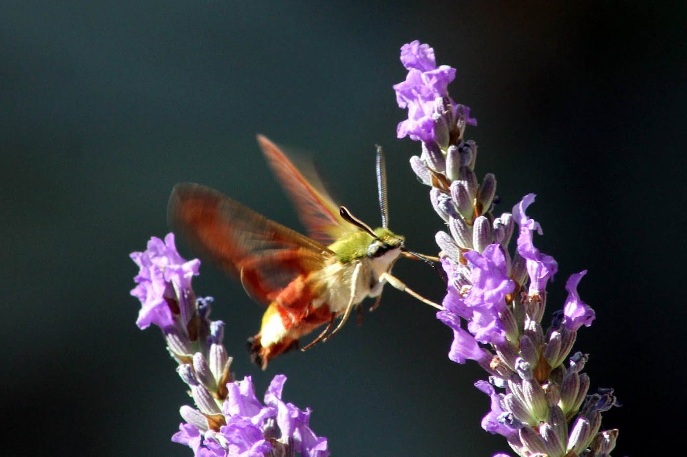 Reconnecting with Nature