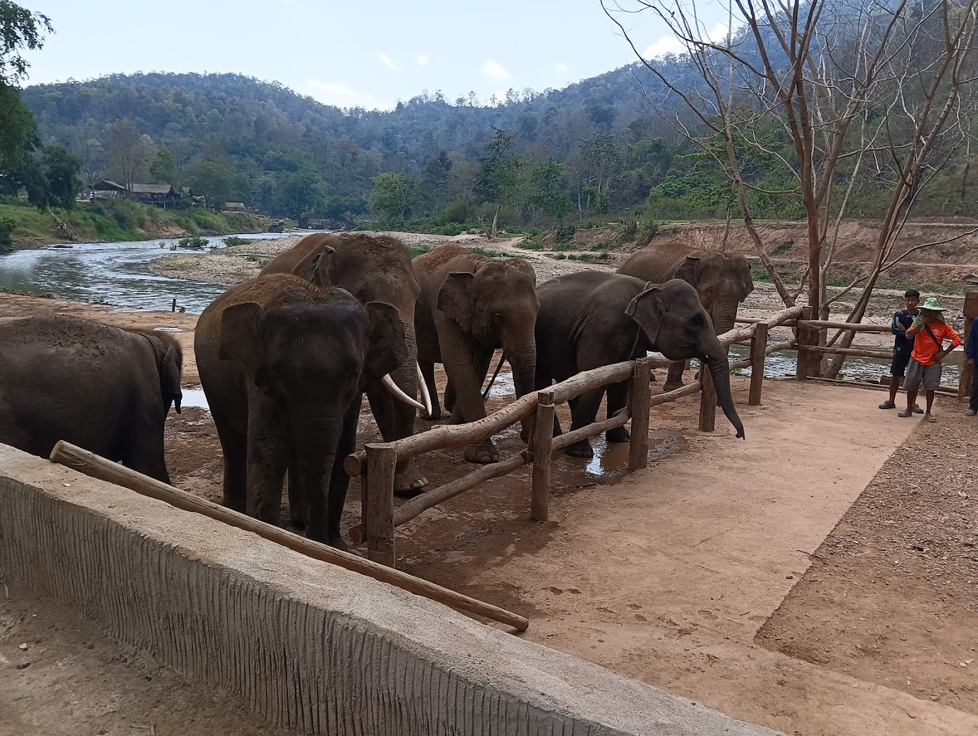 Chiang Mai Mountain Sanctuary tours (Elephant)